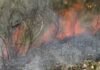 Tarapoto: COER señala que todos los incendios forestales son ocasionados por la mano del hombre