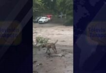 Tarapoto: INDECI reporta afectaciones por fuertes lluvias en San Martín y alerta nuevas precipitaciones