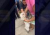 Tarapoto: Serenazgo rescata a mascota atrapada en zanja y logra reencontrarla con sus dueños