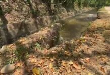 Morales: Advierten riesgo por erosión de canal de riego en el sector Bocatoma del río Cumbaza